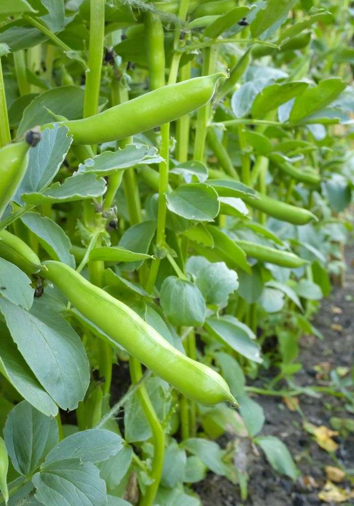 Tips for a Successful Green Bean and Tomato Garden