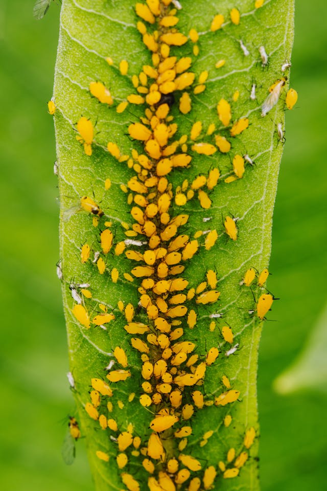 Can Tomato Plants Recover from Aphids