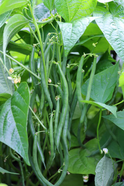 Green dwarf green beans growing on a bed in the garden. Own vegetable garden.