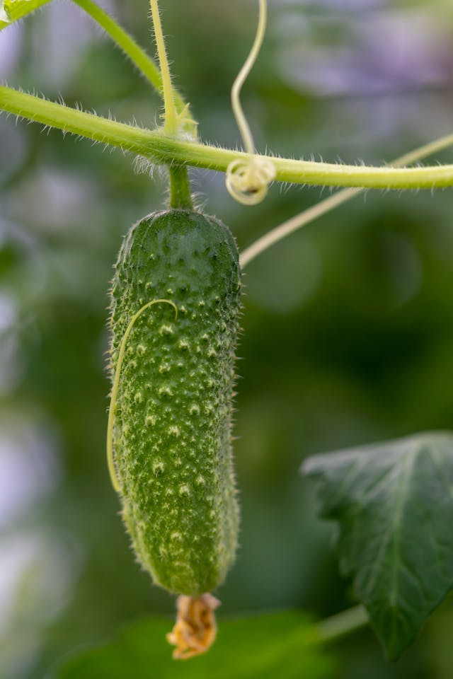 What To Plant After Tomatoes Crop Rotation- Cucumber