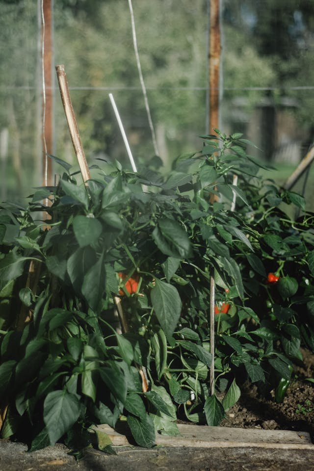 What To Plant After Tomatoes Crop Rotation- Pepper