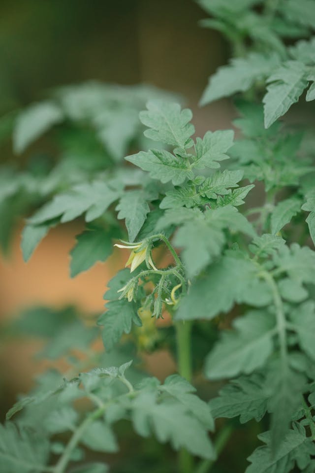 What To Plant After Tomatoes Crop Rotation