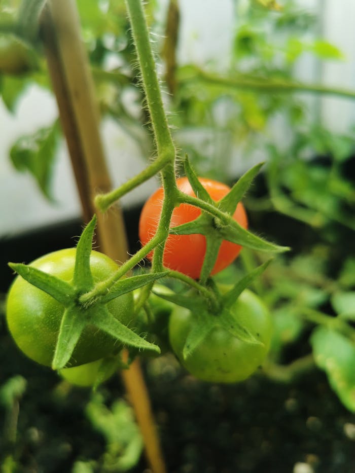 Why Are My Tomato Plants Dying 12 Reason Why