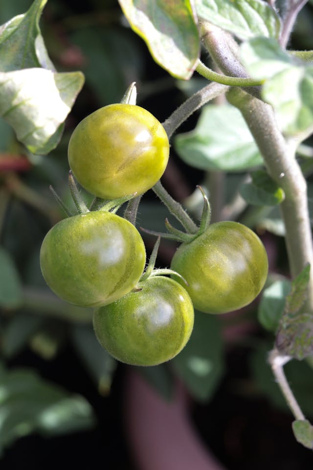 Why Are My Tomato Plants Dying - Extreme Temperatures