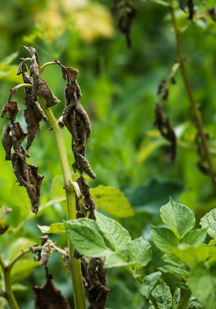 Why Is My Potato Plant Turning Yellow - Causes and Solutions