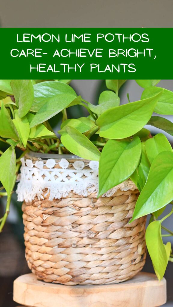 Lemon Lime Pothos Care- Achieve Bright, Healthy Plants
