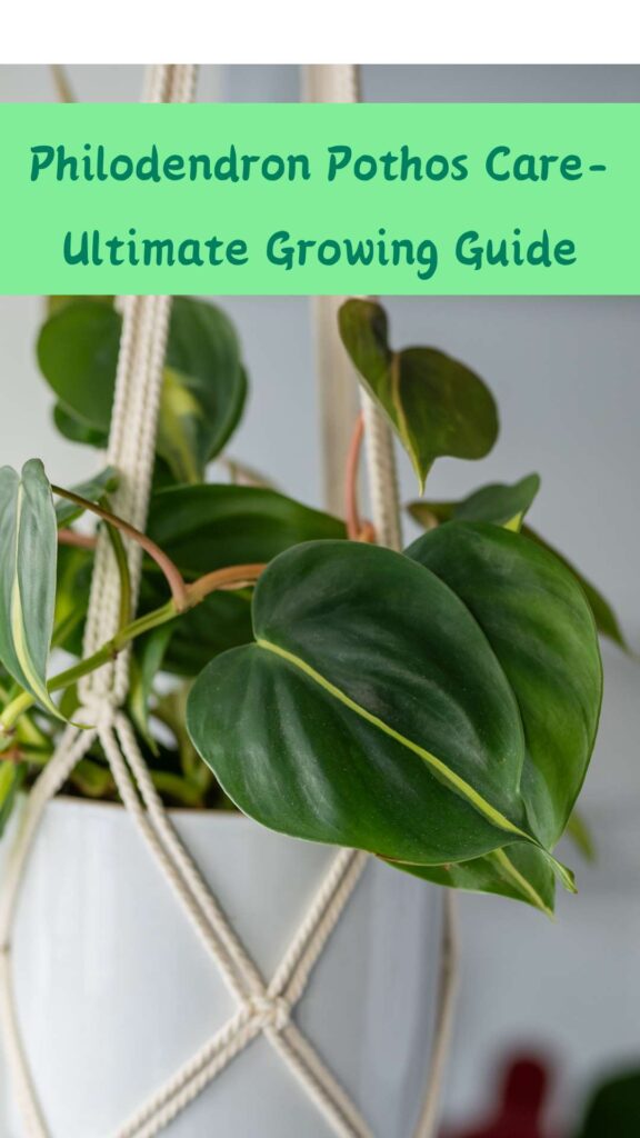 Philodendron Pothos Care- Ultimate Growing Guide | Mystery Gardener